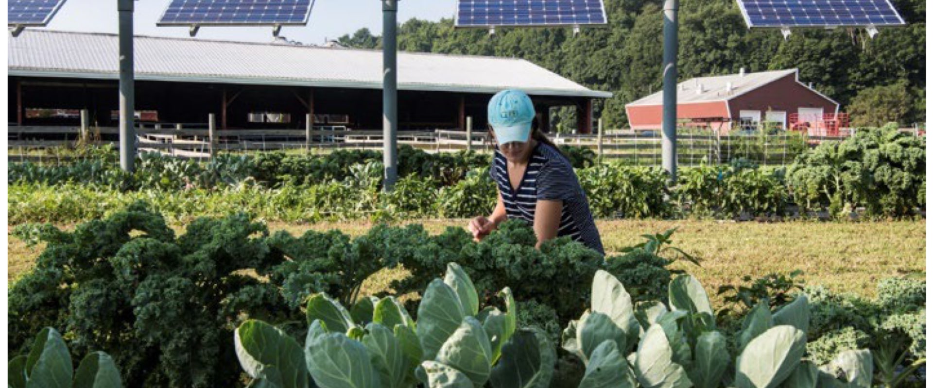 Trimming Nearby Trees and Shrubs: A Guide to Incorporating Renewable Energy with Solar Panel Installation and Maintenance