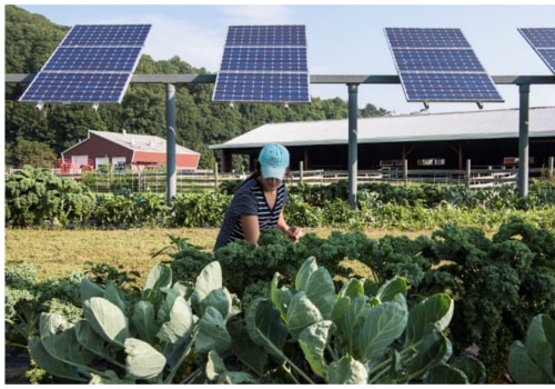 Trimming Nearby Trees and Shrubs: A Guide to Incorporating Renewable Energy with Solar Panel Installation and Maintenance